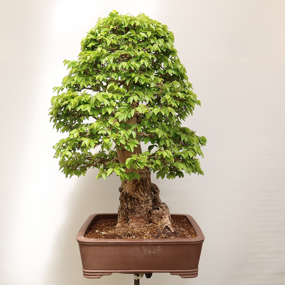 Venkovní bonsai -Carpinus Coreana - Habr korejský