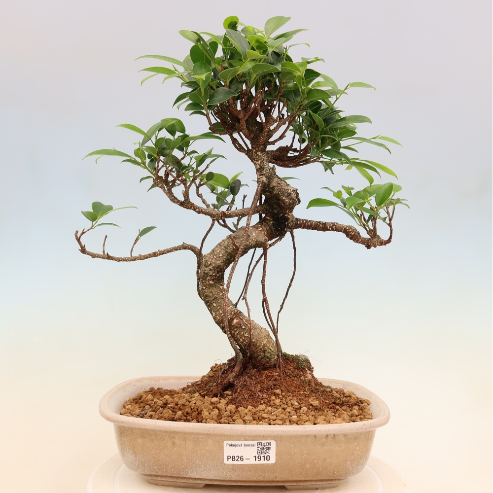 Pokojová bonsai - Ficus kimmen -  malolistý fíkus