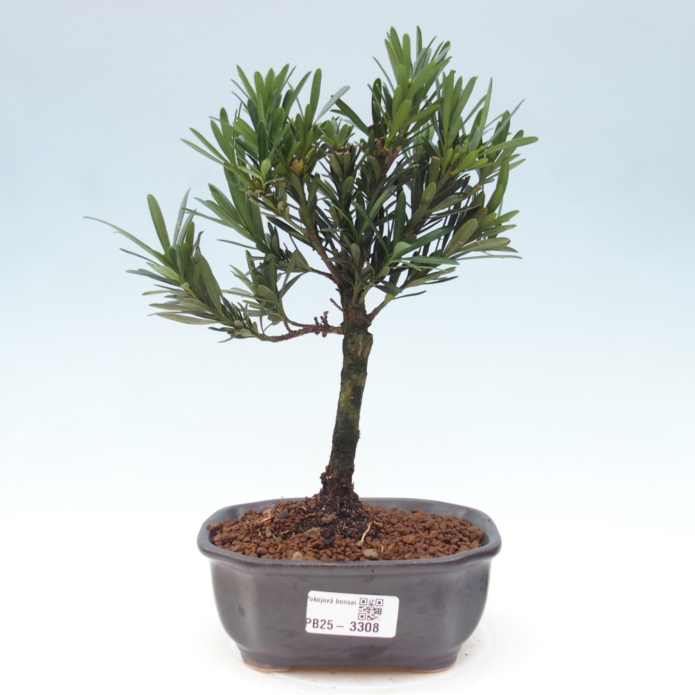 Pokojová bonsai - Podocarpus - Kamenný tis