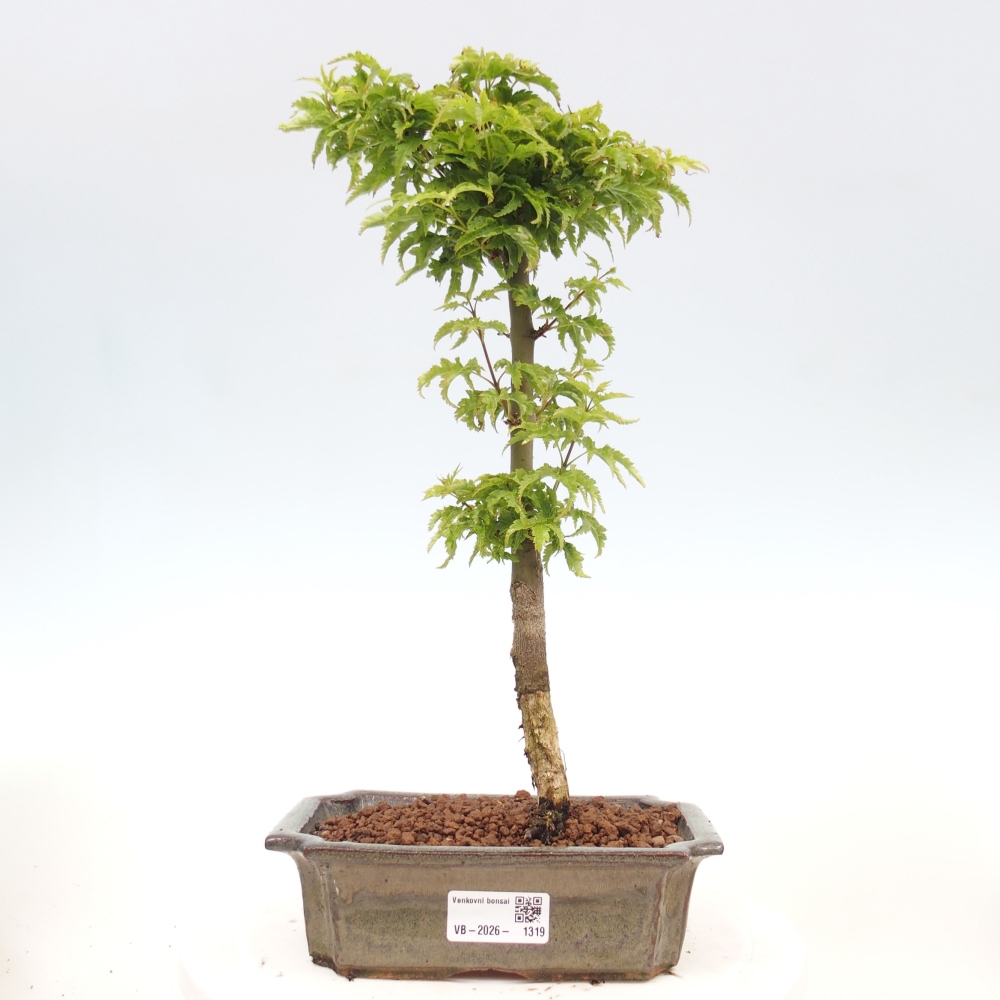 Venkovní bonsai -Javor dlanitolistý Acer palmatum Shishigashira