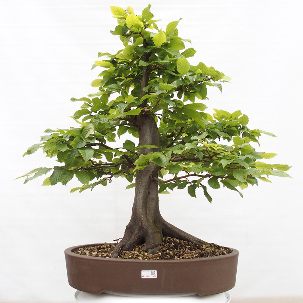 Venkovní bonsai - Habr obecný - Carpinus betulus