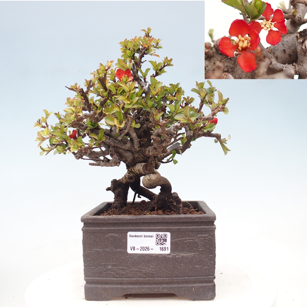 Venkovní  bonsai -  Chaneomeles speciosa - Kdoulovec ozdobný