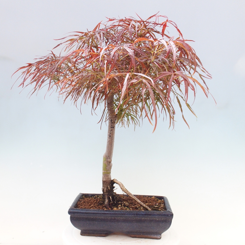 Venkovní bonsai - Javor dlanitolistý - Acer palmatum RED PYGMY