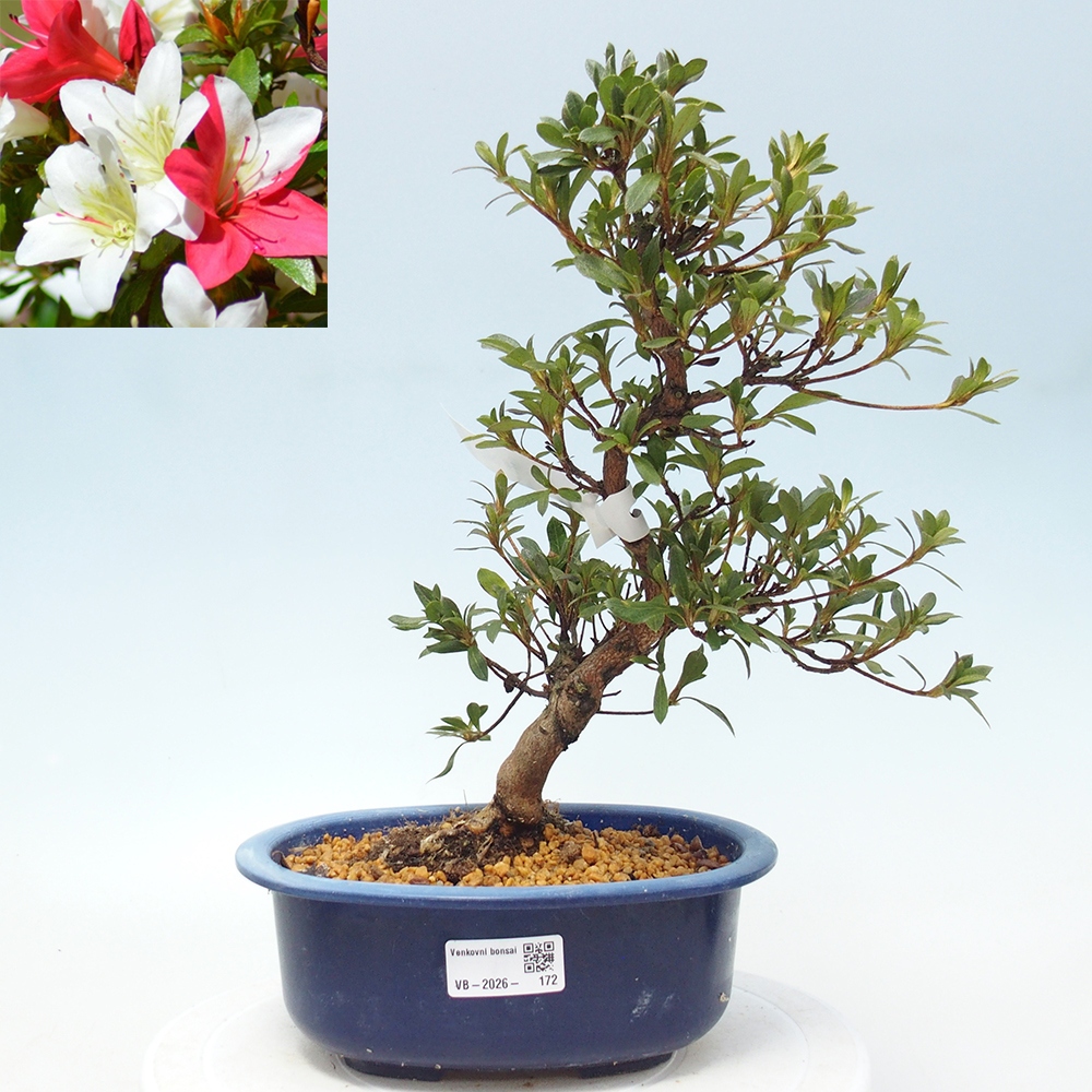 Venkovní bonsai - Japonská azalka - Azalea CHIHIRO