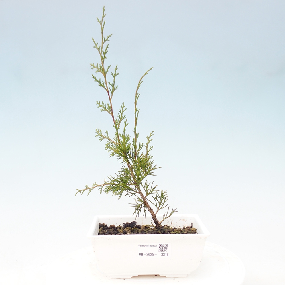 Venkovní bonsai - Juniperus chinensis Itoigawa -Jalovec čínský