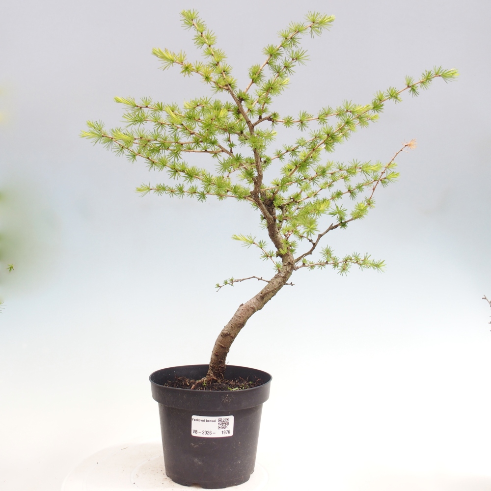 Venkovní bonsai -Larix decidua - Modřín opadavý 