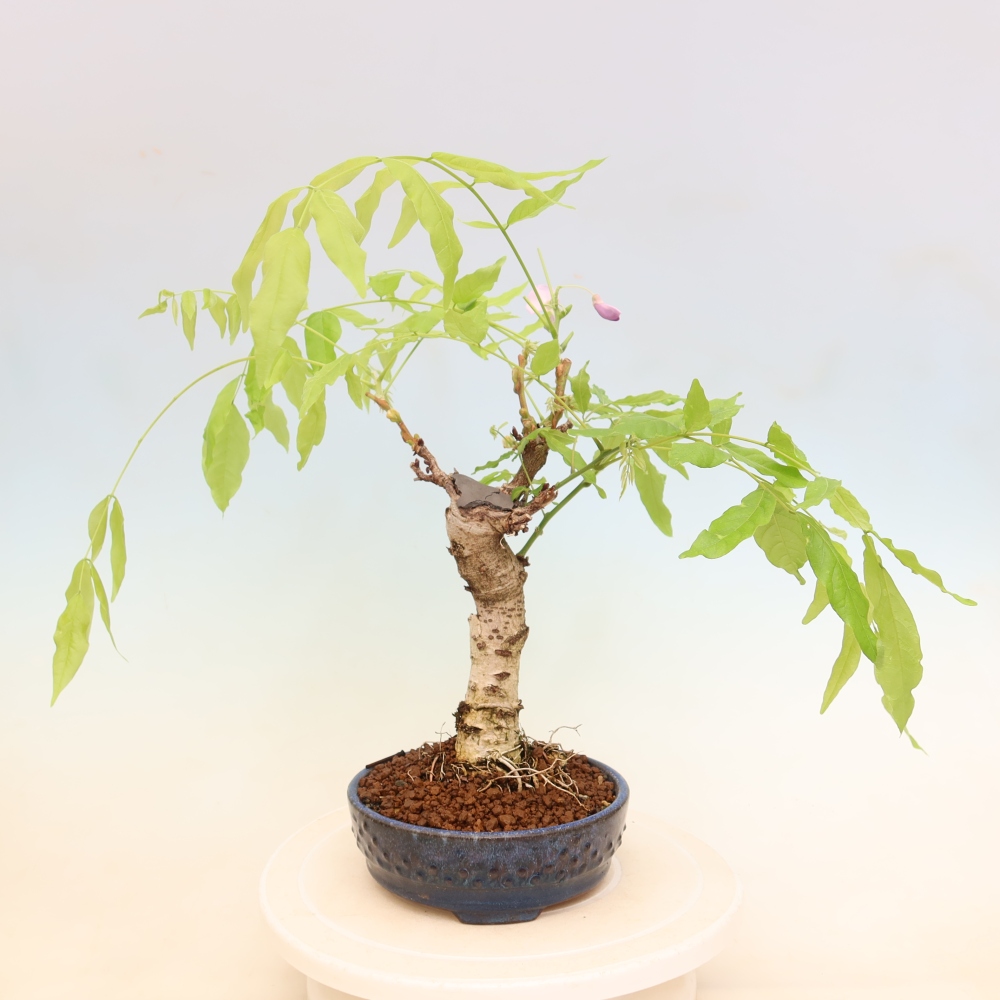 Venkovní bonsai - Vistarie květnatá - Wisteria floribunda