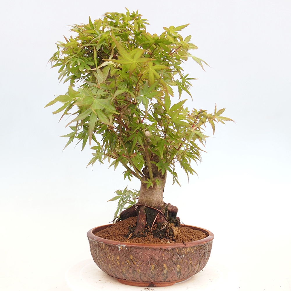 Venkovní bonsai - Acer palmatum  - Javor dlanitolistý