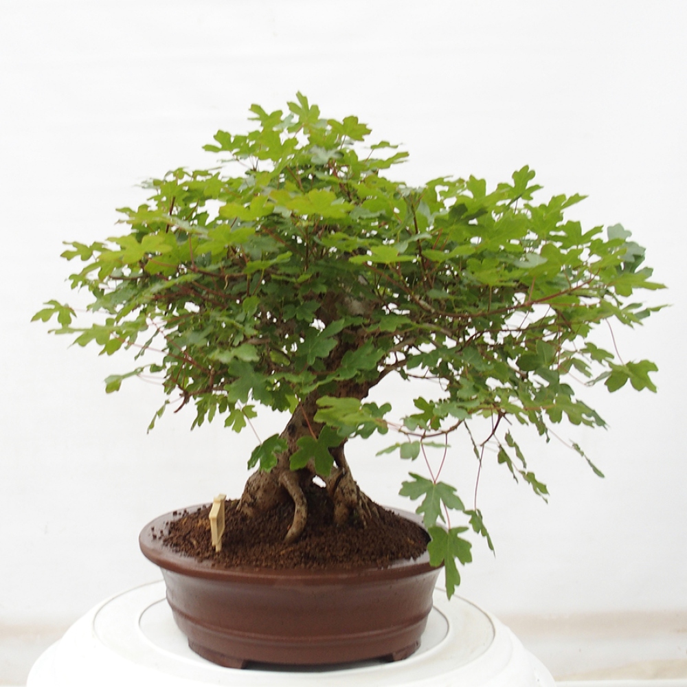 Venkovní bonsai - Acer Campestre - Javor babyka