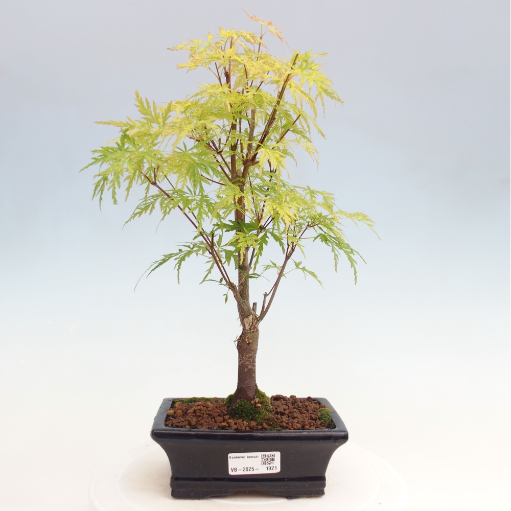 Venkovní bonsai - Acer palmatum Dissectum - Javor dlanitolistý 
