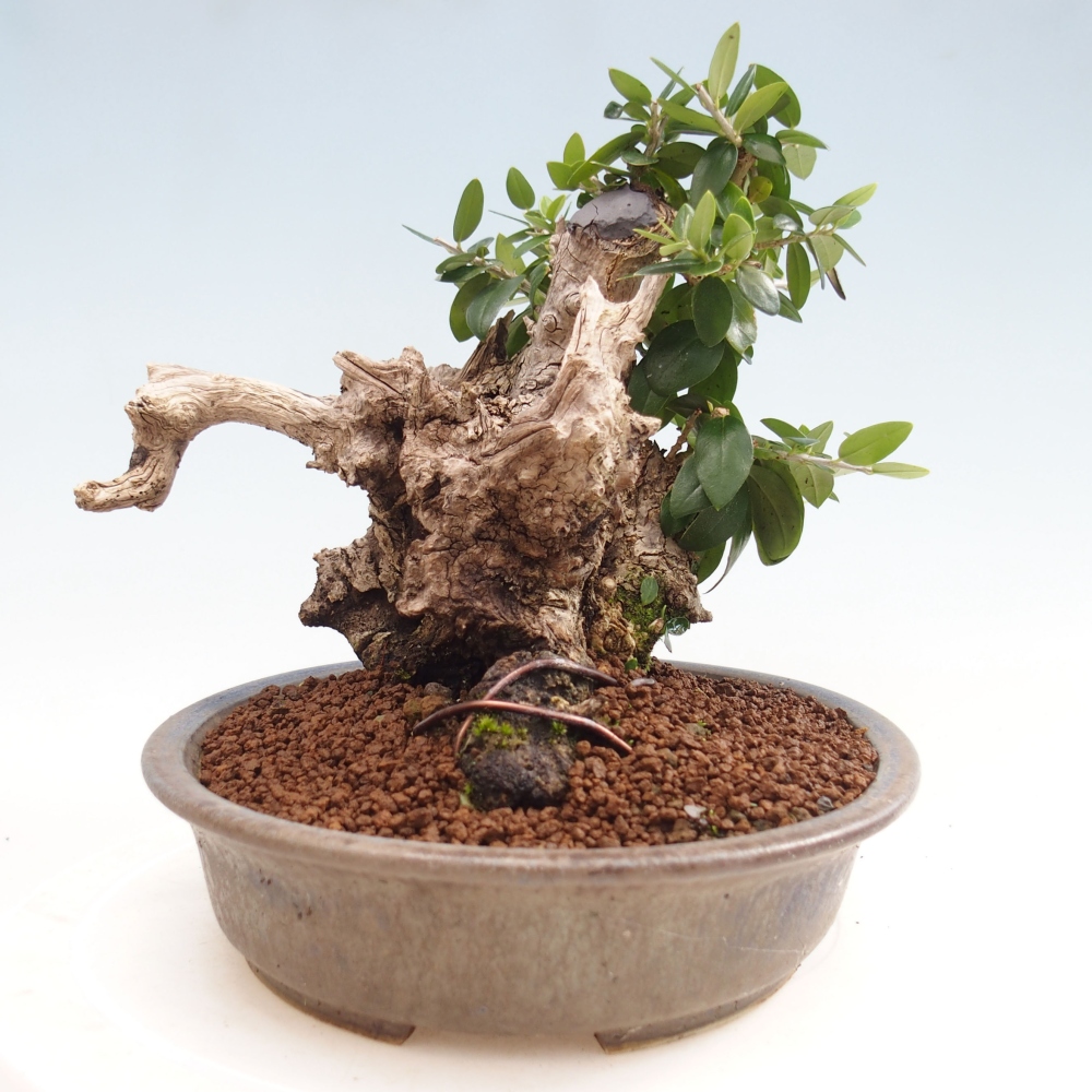 Pokojová bonsai - Olea europaea sylvestris -Oliva evropská drobnolistá