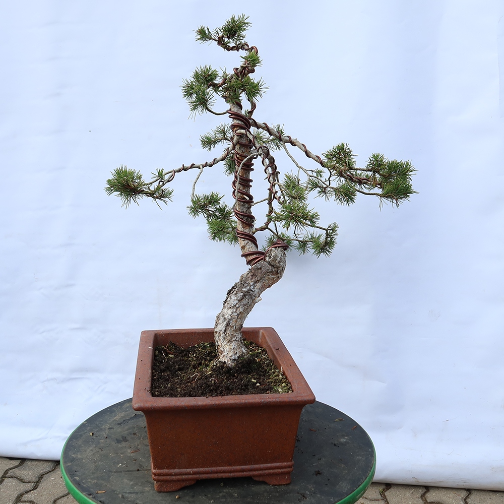 Pinus sylvestris Španělsko - borovice lesní