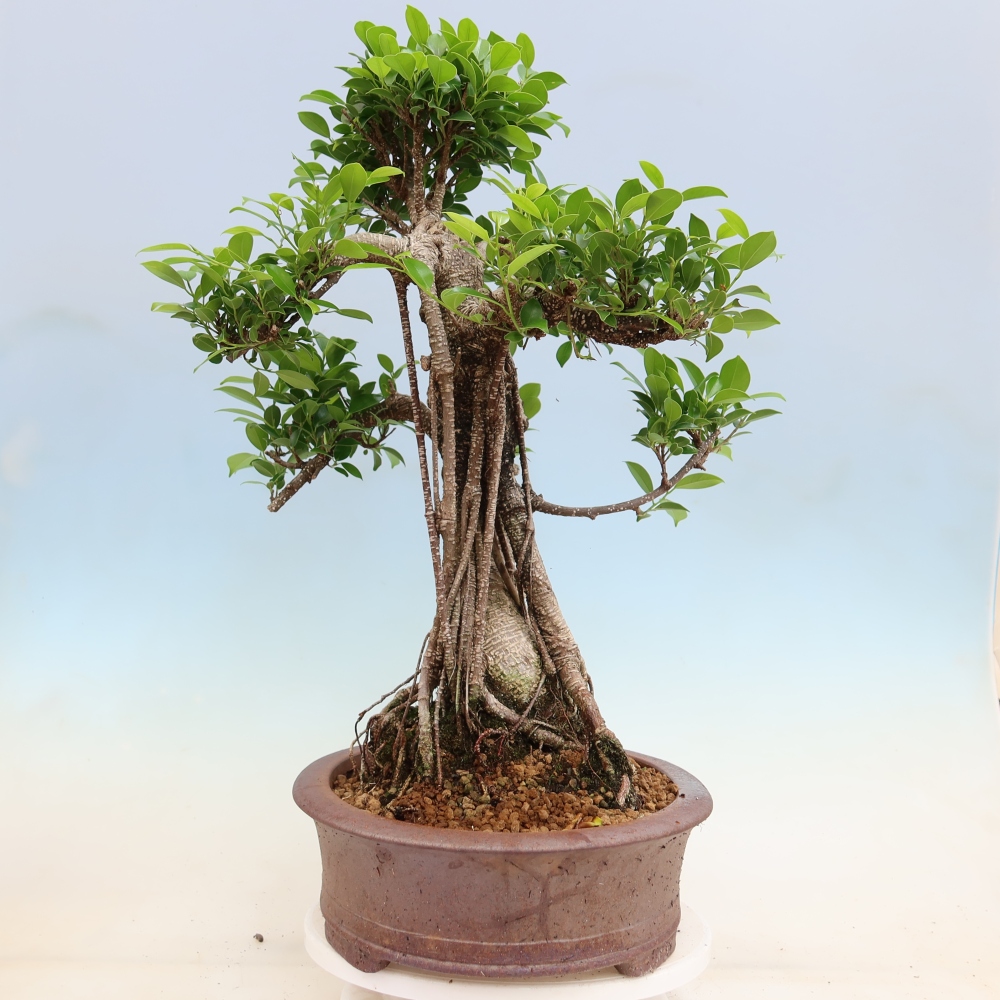 Pokojová bonsai - Ficus kimmen -  malolistý fíkus