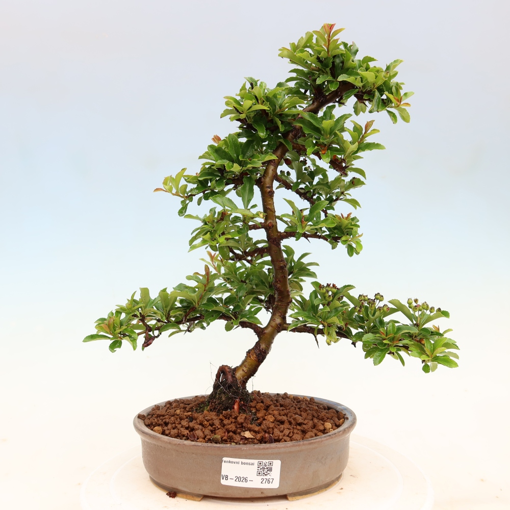 Venkovní bonsai - Pyracantha teton - Hlohyně šarlatová