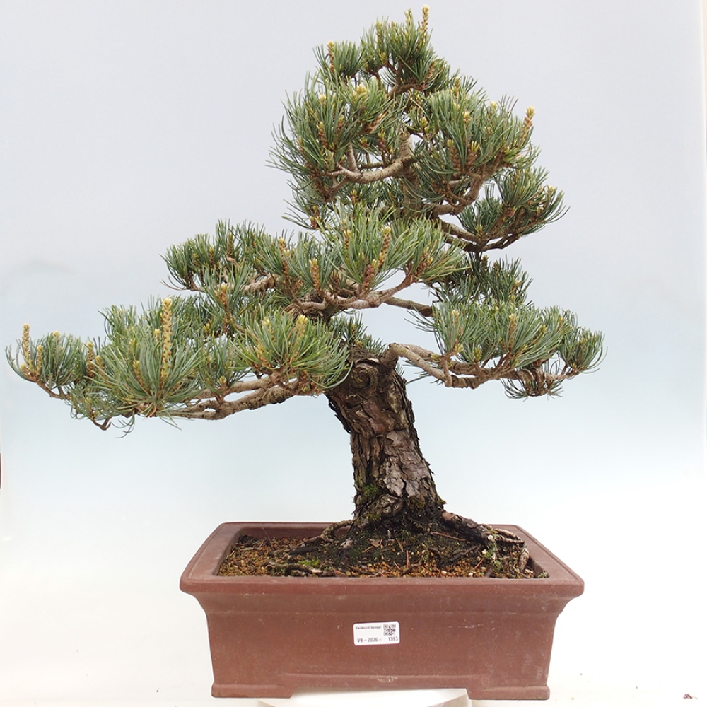 Venkovní bonsai - Pinus parviflora - Borovice drobnokvětá