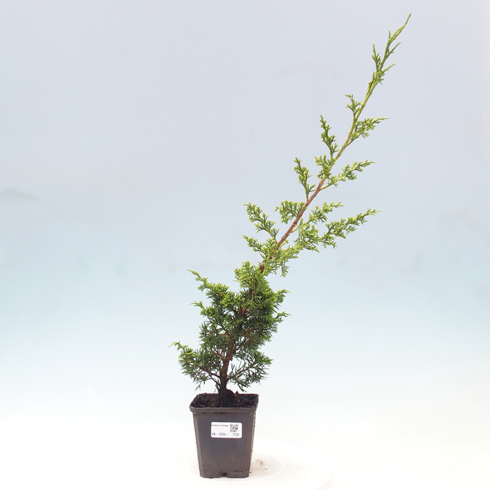 Venkovní bonsai - Juniperus chinensis Itoigawa -Jalovec čínský