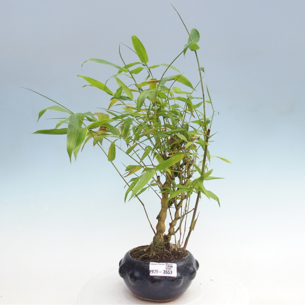 Pokojová bonsai - Bambus budha-Bambus budhovo břicho