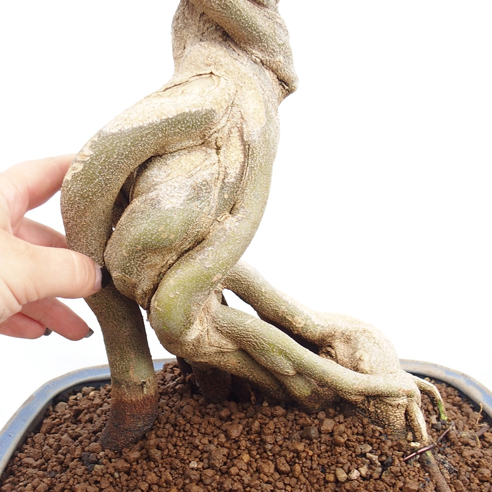 Venkovní bonsai - Acer Buergerianum - Javor Burgerův