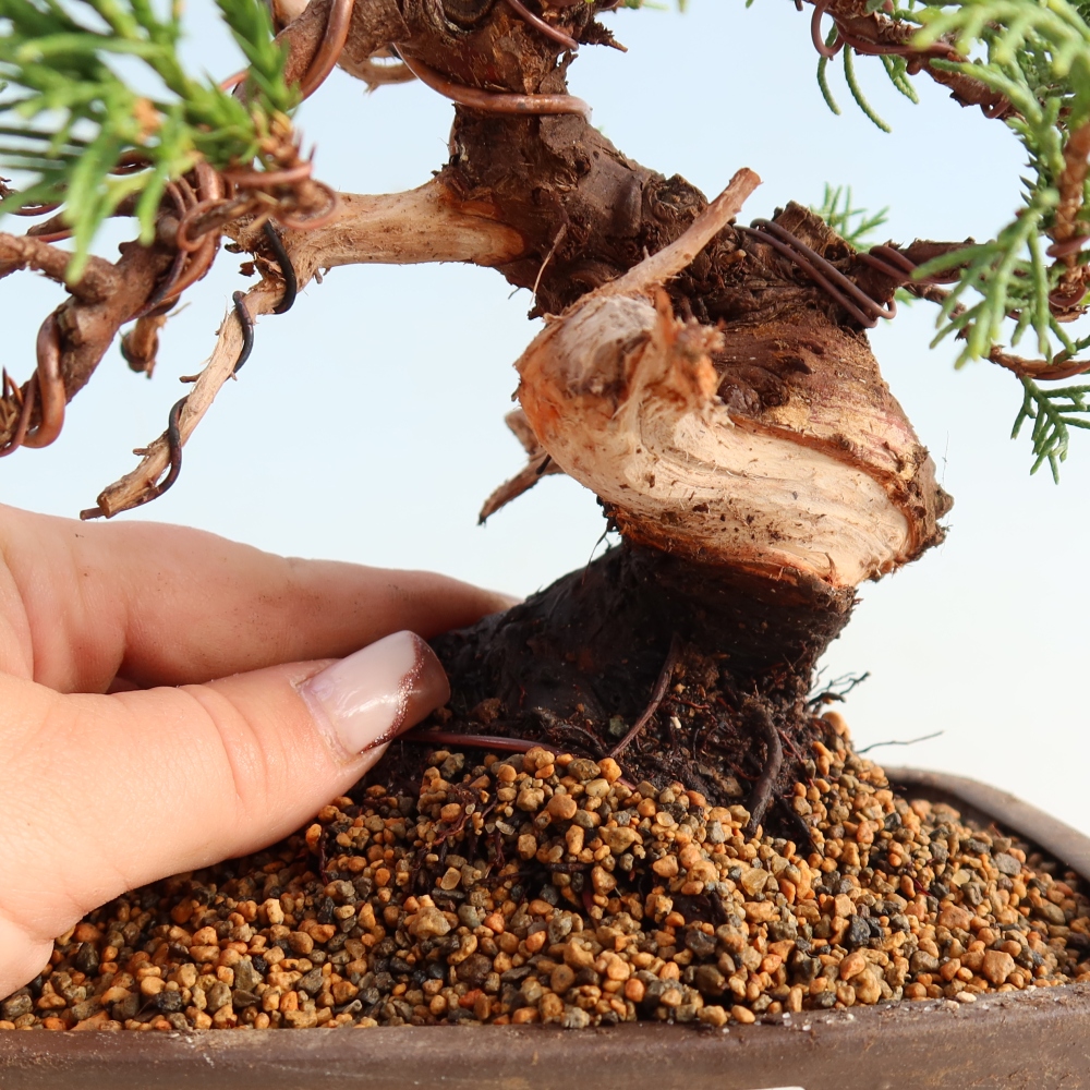 Venkovní bonsai - Juniperus chinensis Itoigawa -Jalovec čínský