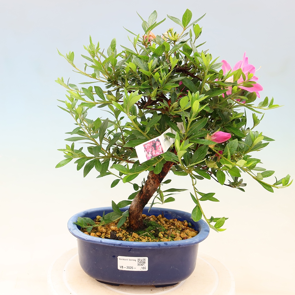 Venkovní bonsai - Japonská azalka - Azalea Yoko