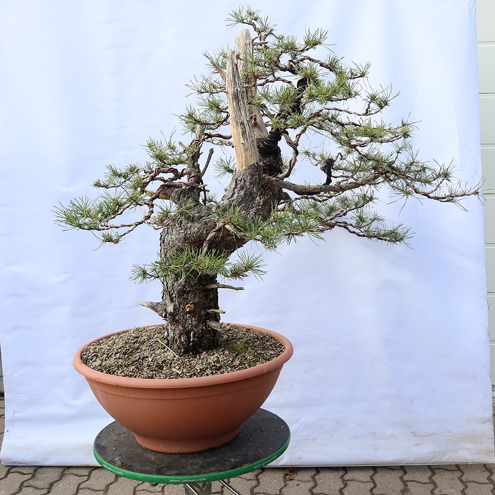 Pinus sylvestris Španělsko - borovice lesní
