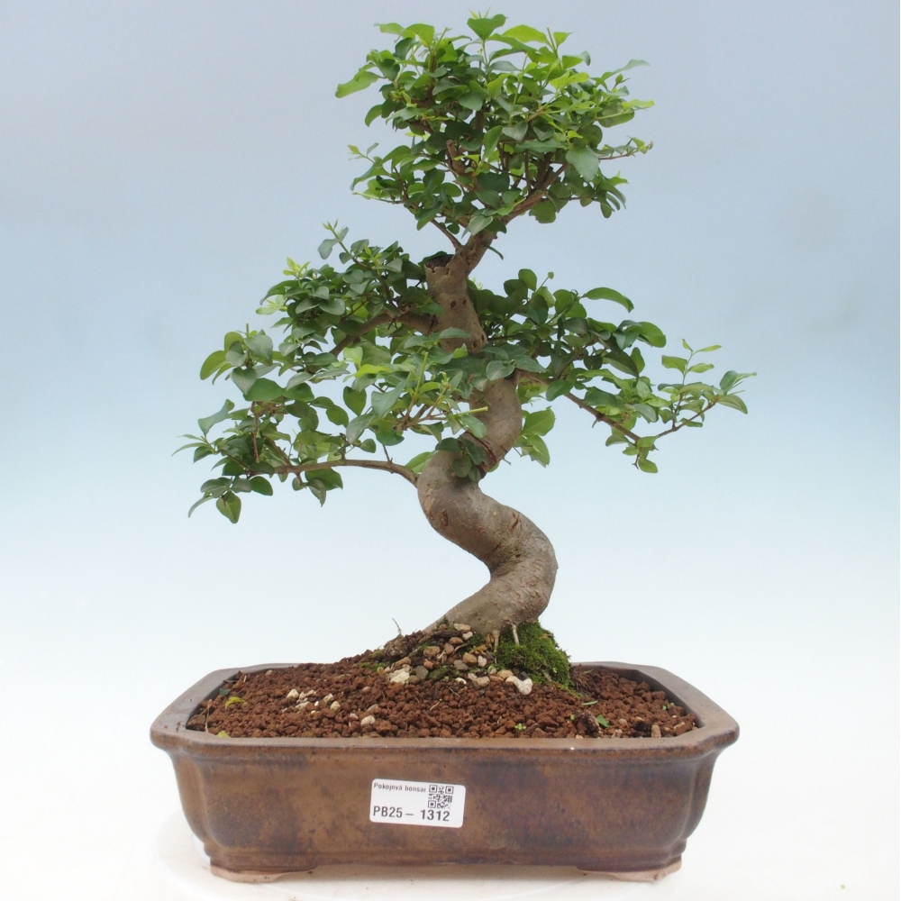Pokojová bonsai -Ligustrum chinensis - Ptačí zob