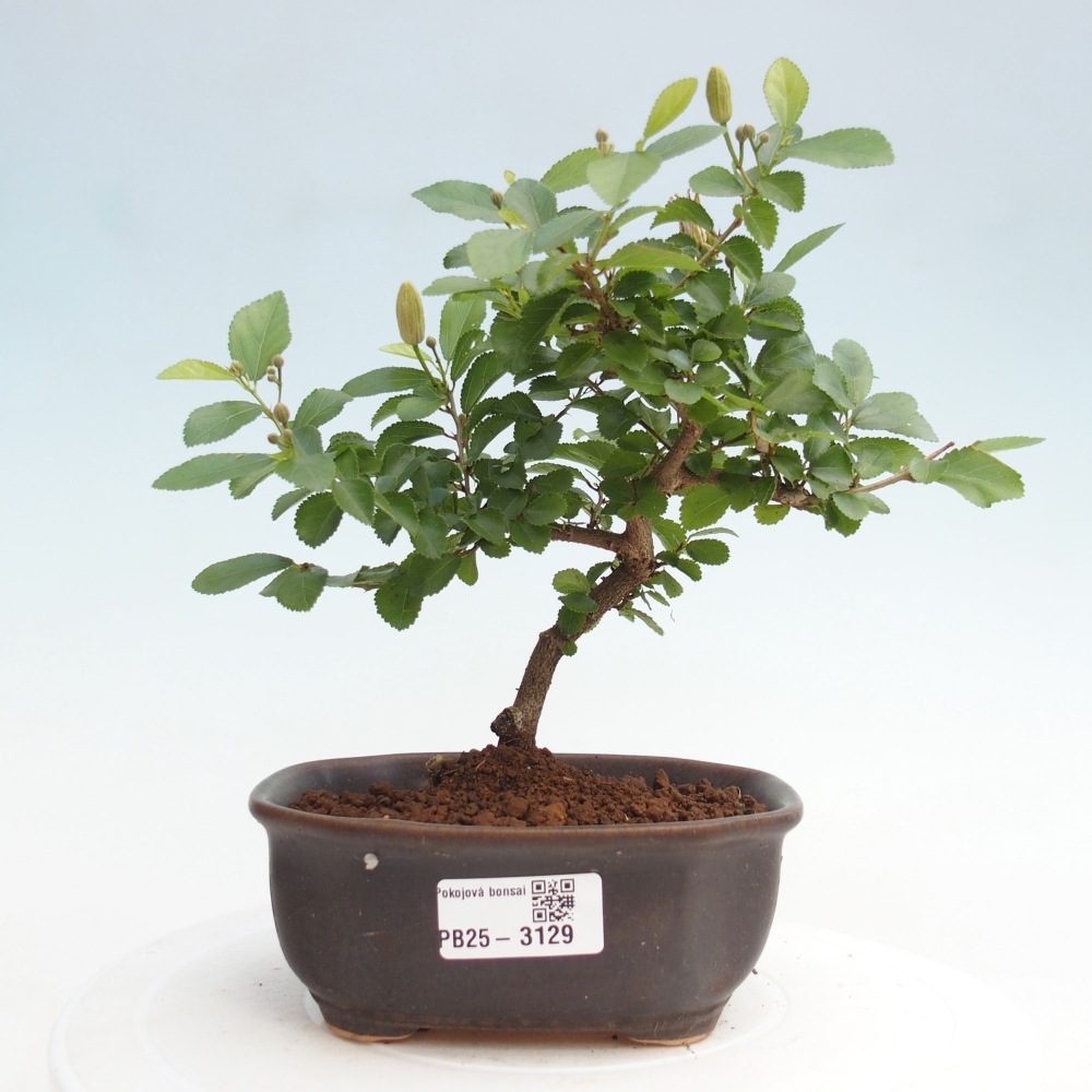 Pokojová bonsai - Grewia occidentalis - Hvězdice levandulová