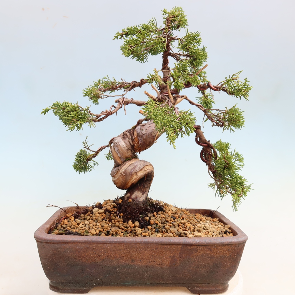 Venkovní bonsai - Juniperus chinensis Itoigawa-Jalovec čínský