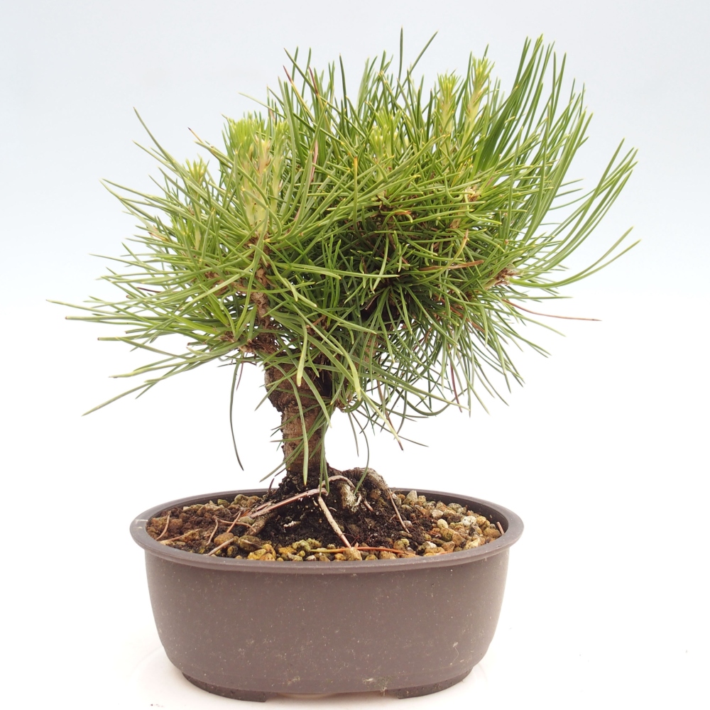 Venkovní bonsai - Pinus thunbergii - Borovice thunbergova