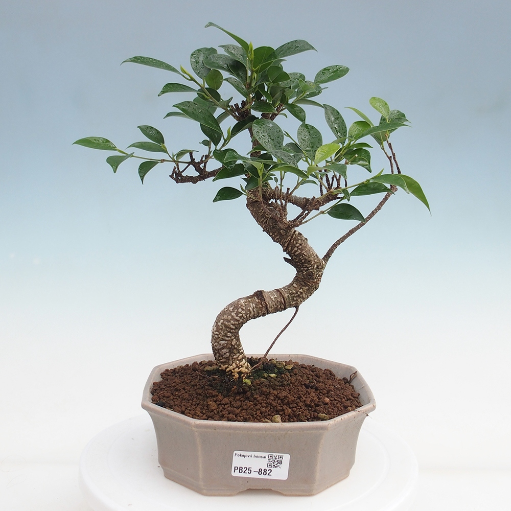 Pokojová bonsai - Ficus retusa -  malolistý fíkus