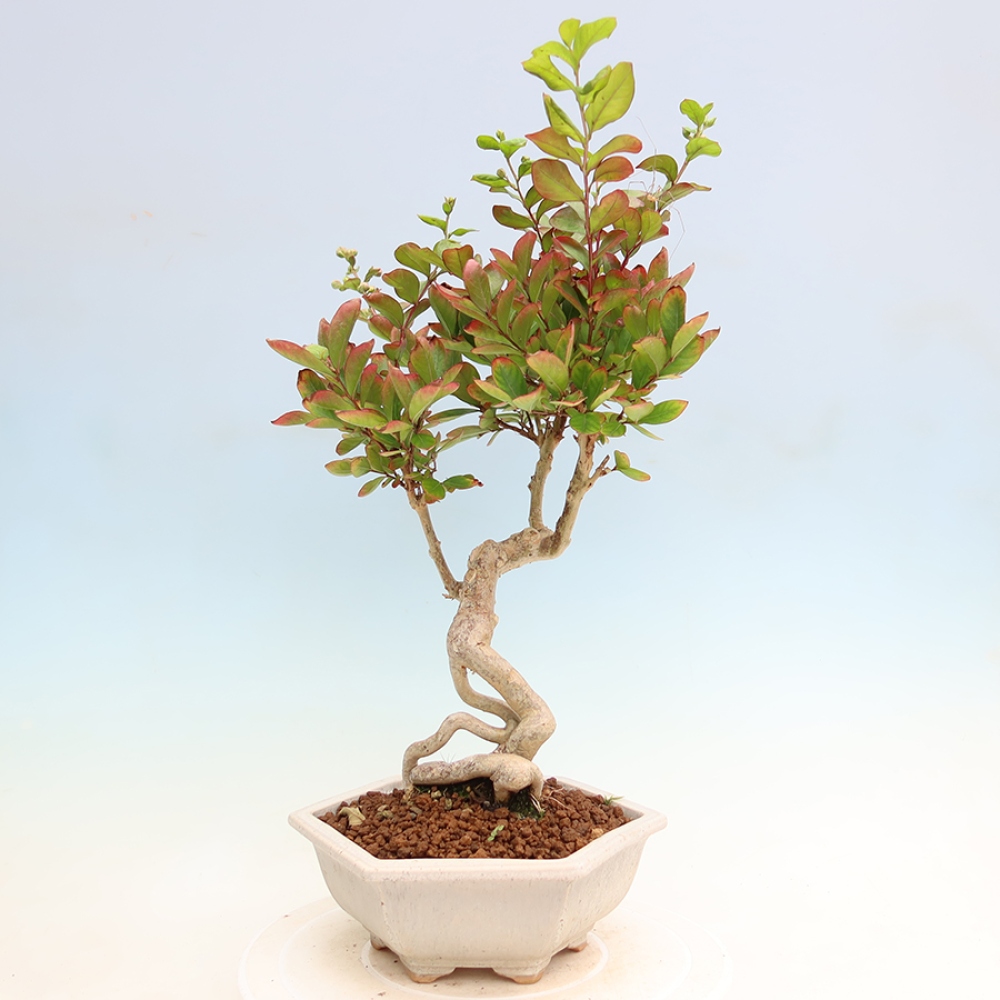 Pokojová bonsai - Lagerstroemia indica - indický šeřík
