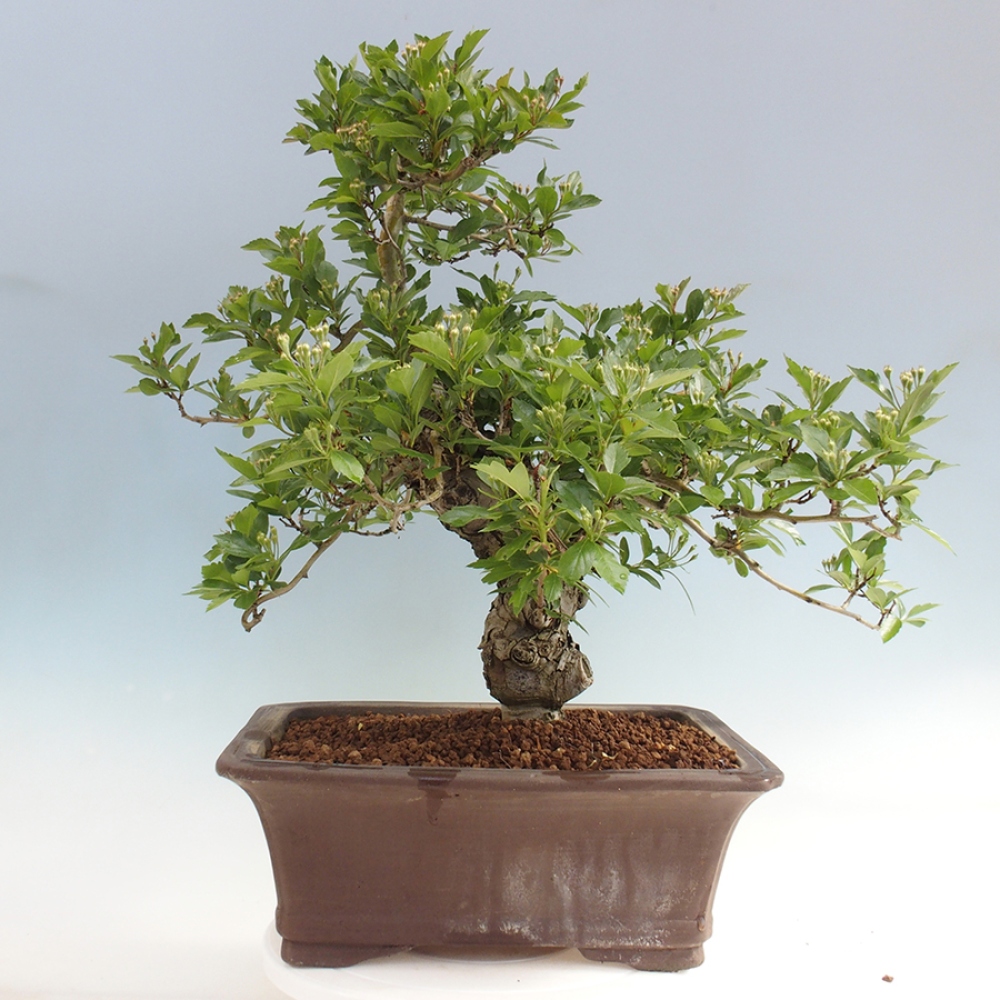 Venkovní bonsai - Hloh klínovitý - Crataegus cuneata