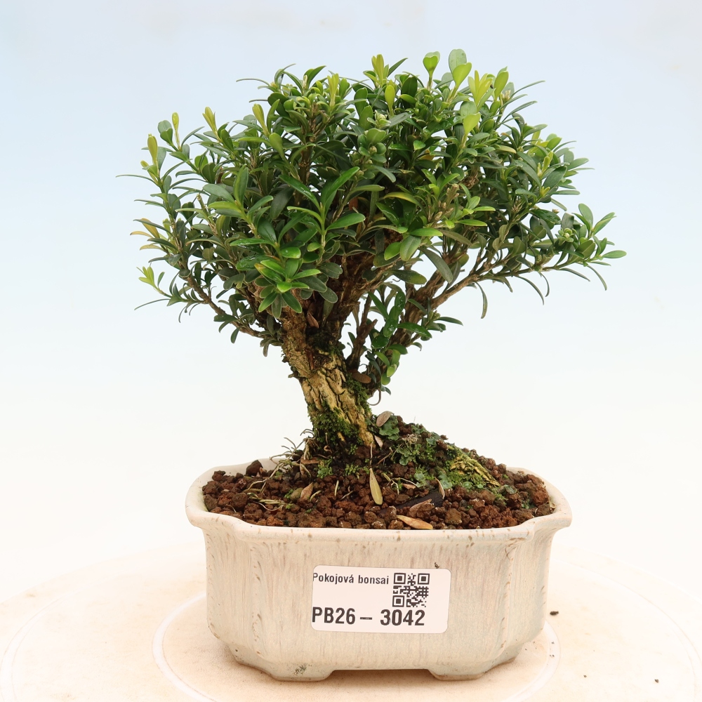 Pokojová bonsai - Buxus harlandii -korkový buxus