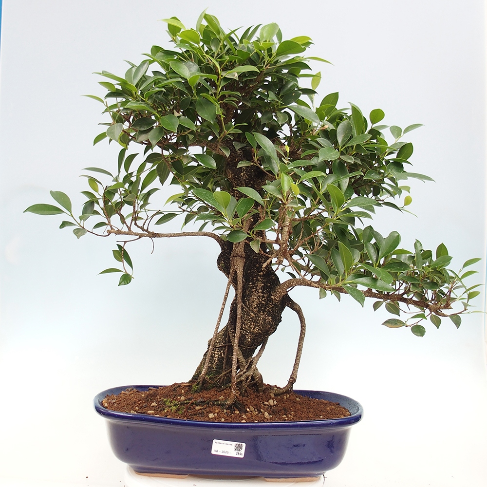 Pokojová bonsai - Ficus kimmen -  malolistý fíkus - POUZE OSOBNÍ ODBĚR nebo paletová přeprava