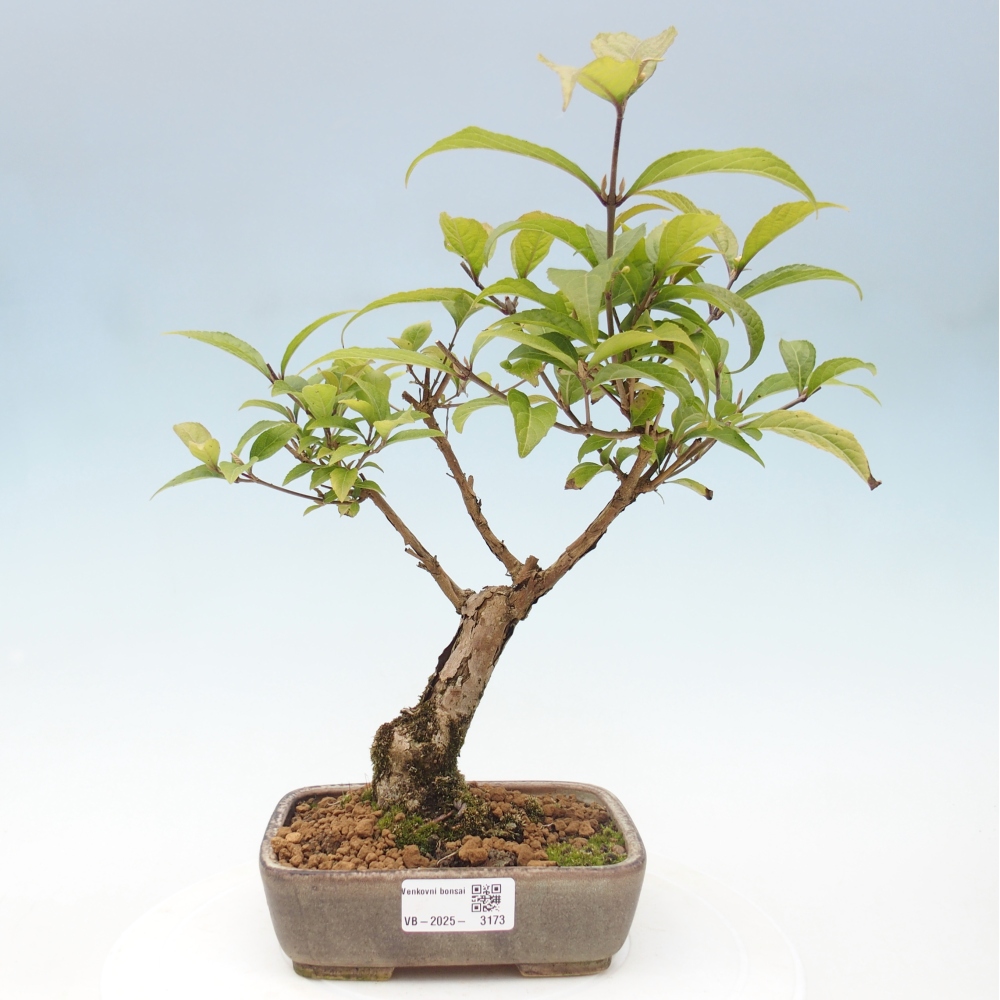Venkovní bonsai - krásnoplodka - Callicarpa japonica