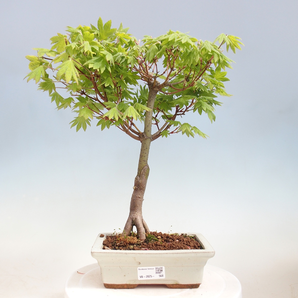 Venkovní bonsai - Javor palmatum katsura GISAN - Javor dlanitolistý