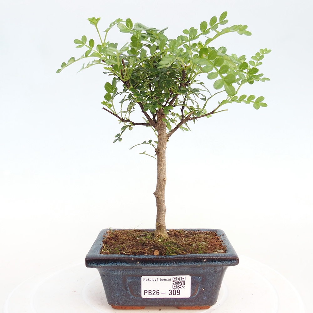 Pokojová bonsai - Zantoxylum piperitum - pepřovník