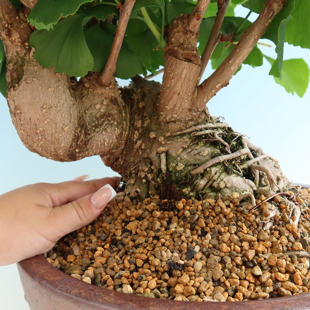 Venkovní bonsai - Jinan dvoulaločný - Ginkgo biloba