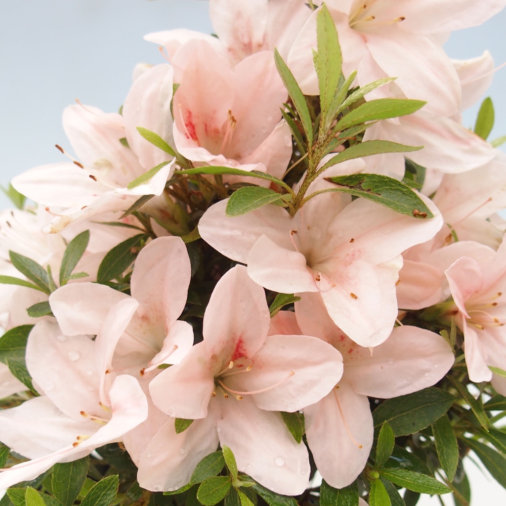 Venkovní bonsai - Japonská azalka - Azalea Nikko