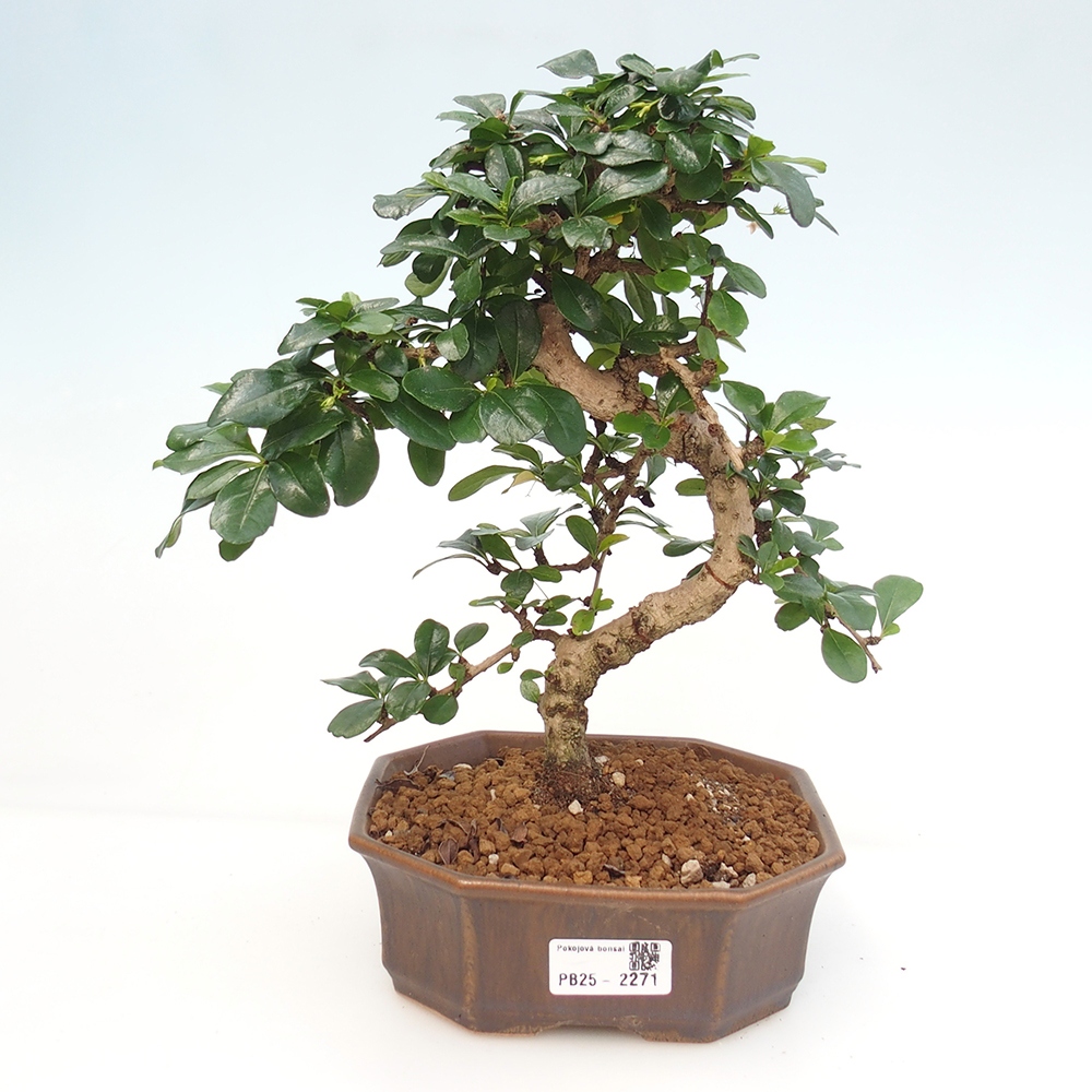 Pokojová bonsai - Carmona macrophylla - Čaj fuki