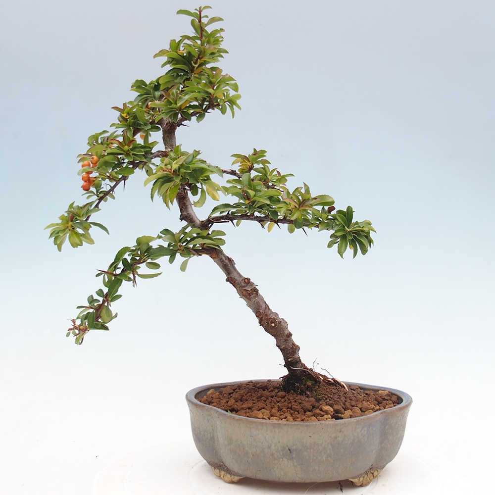 Venkovní bonsai-Pyracanta Teton -Hlohyně