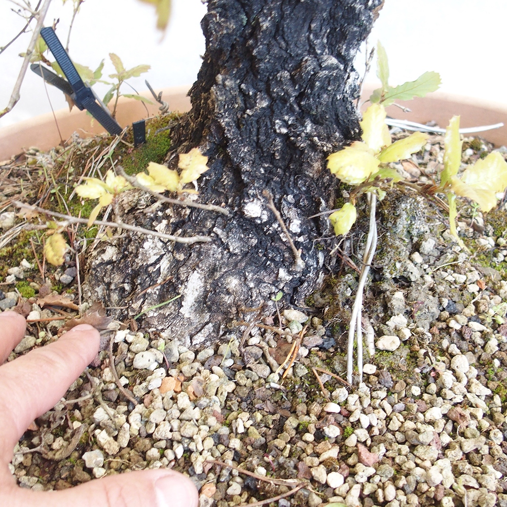 Venkovní bonsai Quercus Cerris - Dub Cer