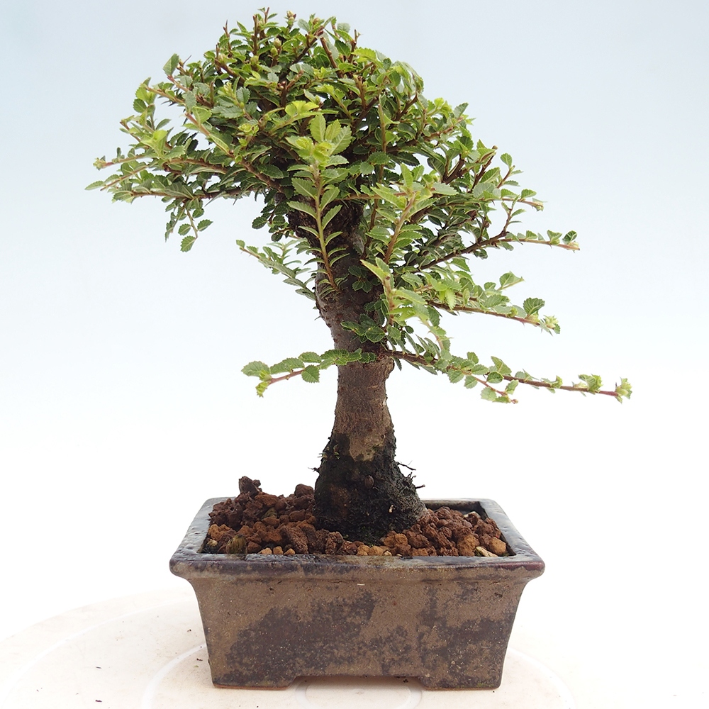 Venkovní bonsai - Ulmus parvifolia Hokkaido - jilm Činski