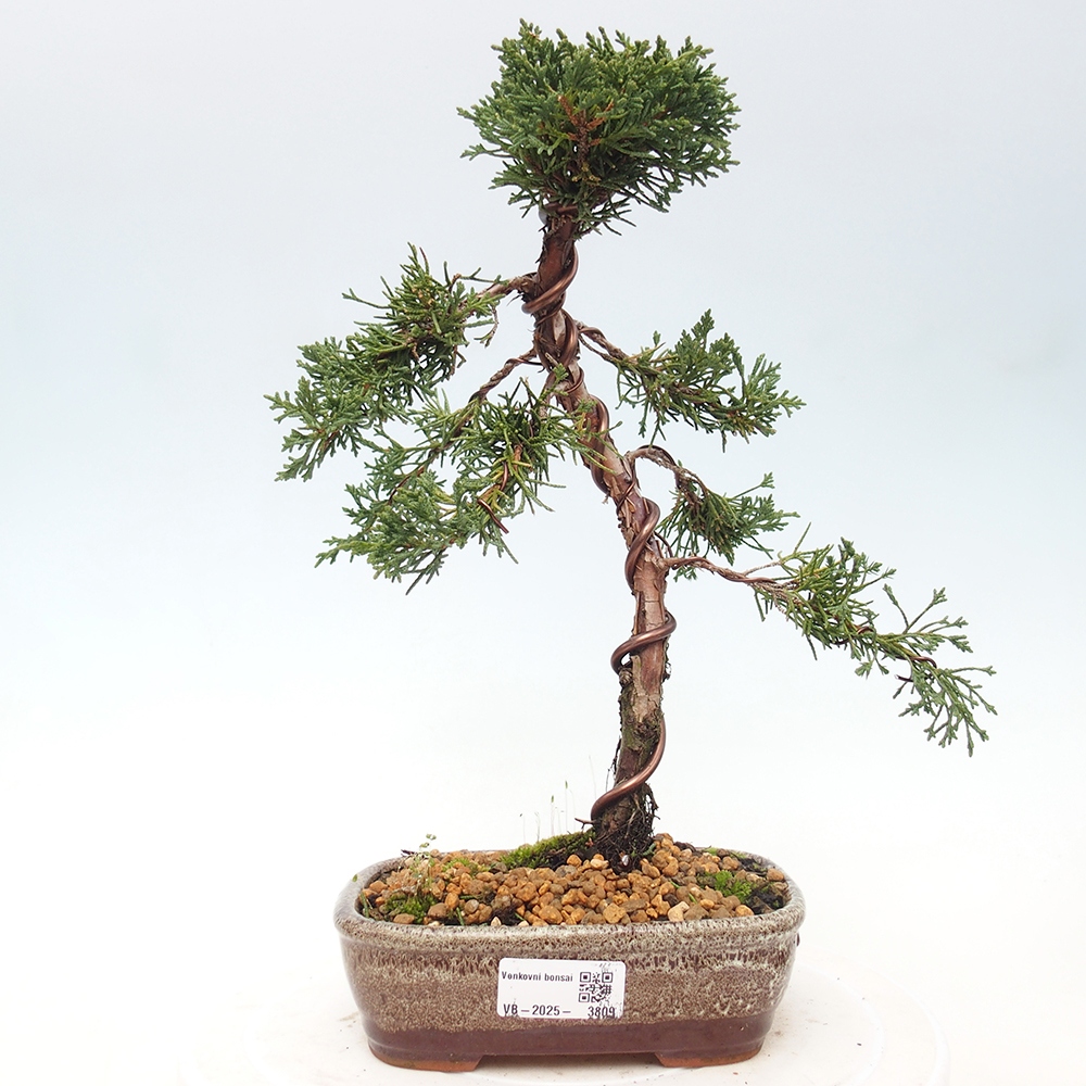 Venkovní bonsai - Juniperus chinensis Kishu -Jalovec čínský