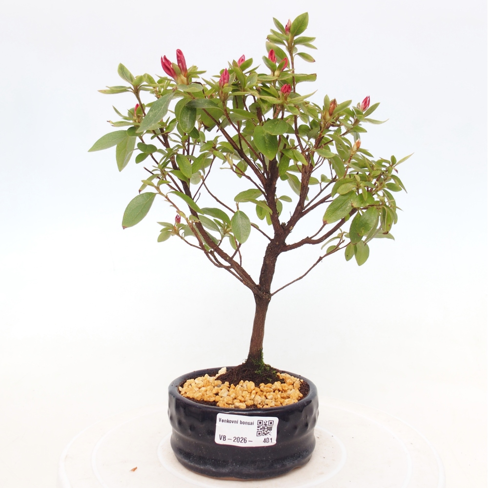 Venkovní bonsai - Japonská azalka - Azalea sp.