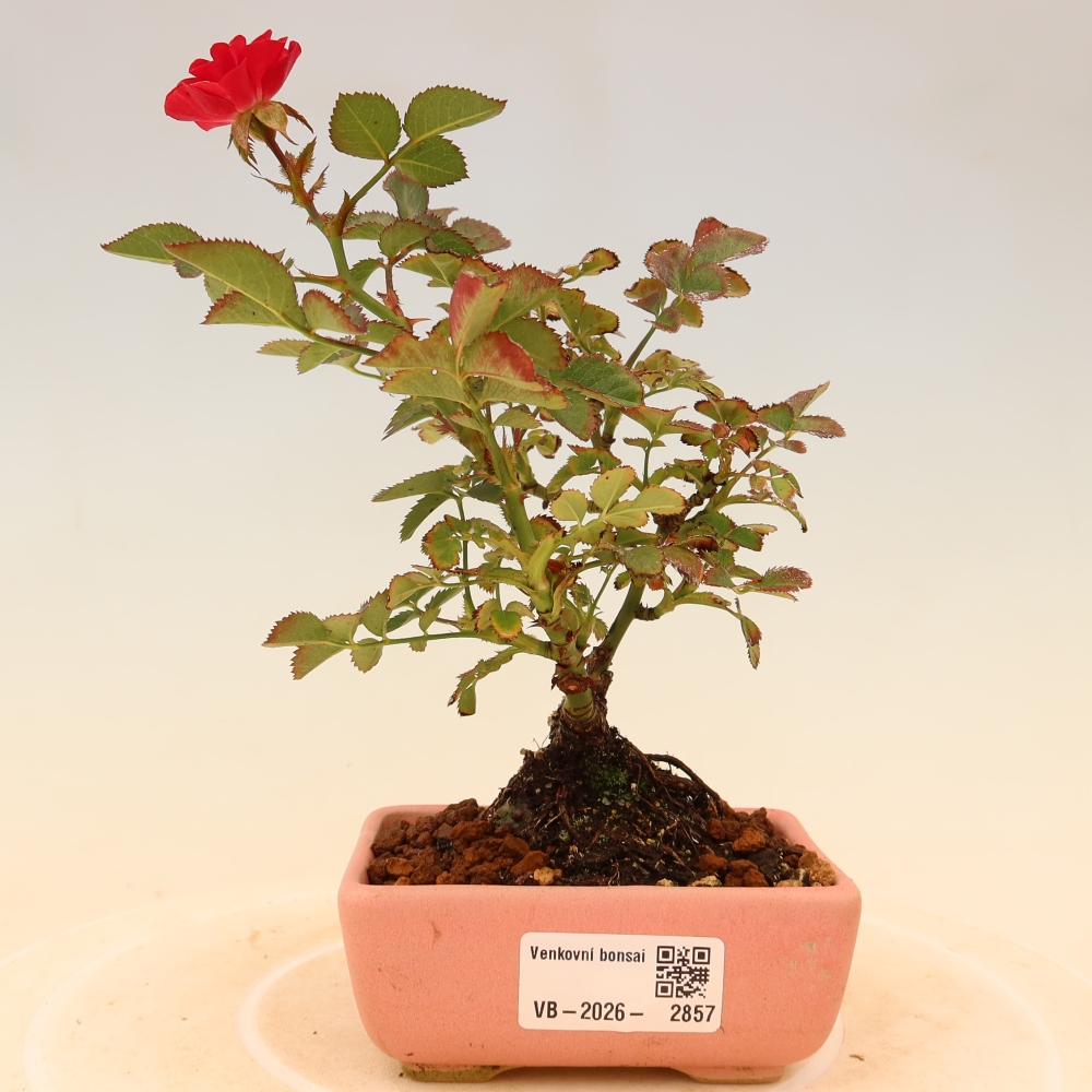 Venkovní bonsai - Rosa Kordes -  růže