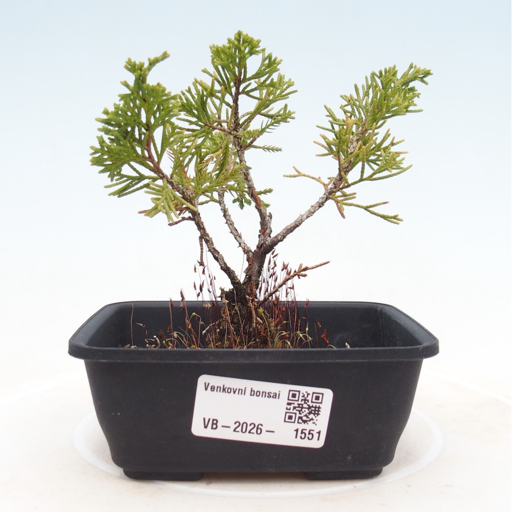 Venkovní bonsai - Juniperus chinensis Itoigawa -Jalovec čínský