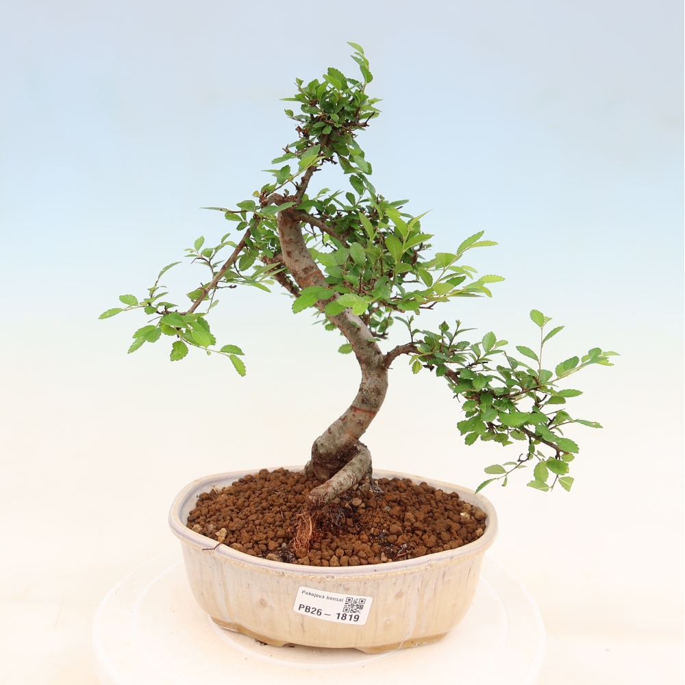 Pokojová bonsai - Ulmus parvifolia - Malolistý jilm