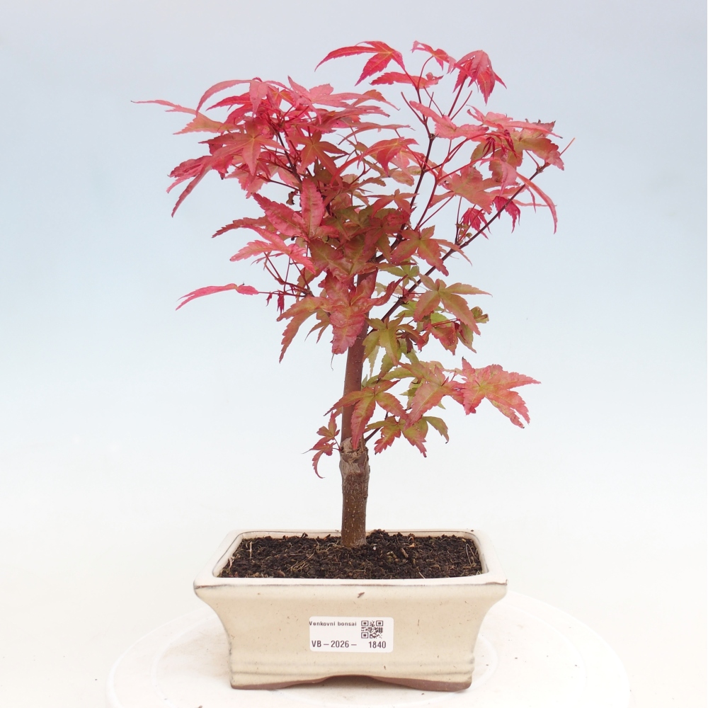 Venkovní bonsai - Javor dlanitolistý - Acer palmatum DESHOJO