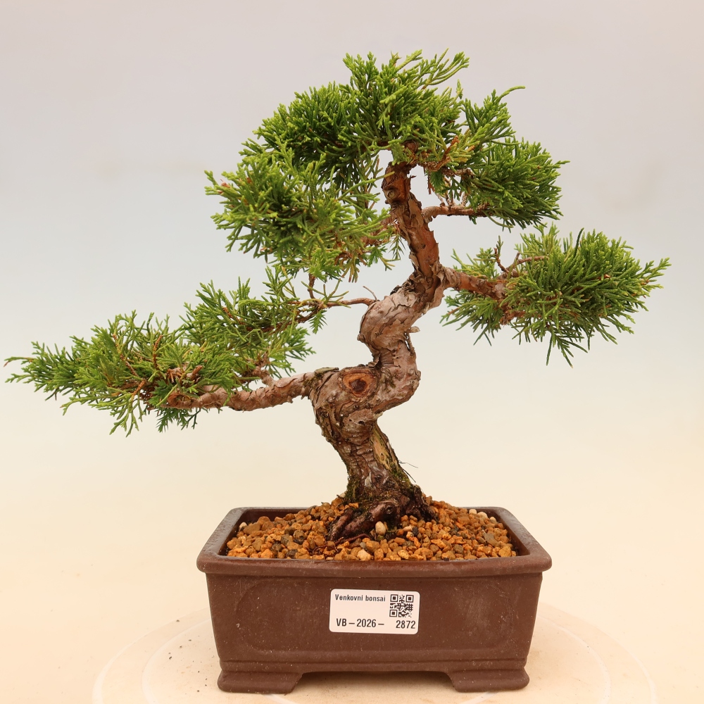 Venkovní bonsai - Juniperus chinensis Itoigawa -Jalovec čínský